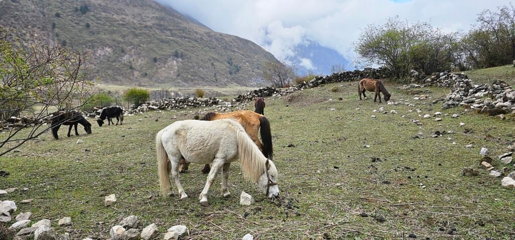 Manaslu base camp buzzes with climbers